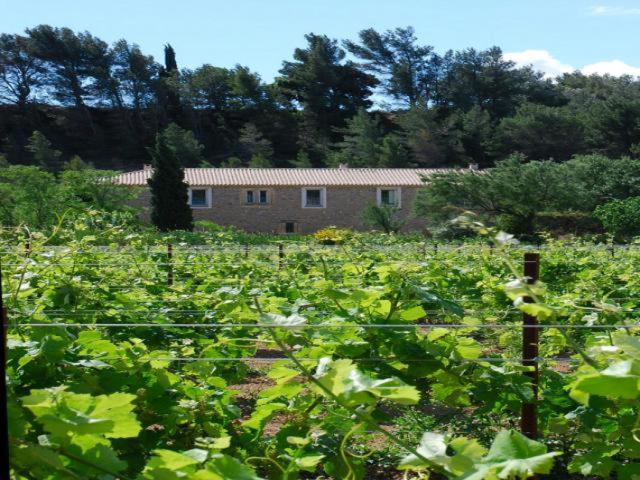 Bed and Breakfast Domaine De "Creva-Tinas" Mailhac Exterior foto